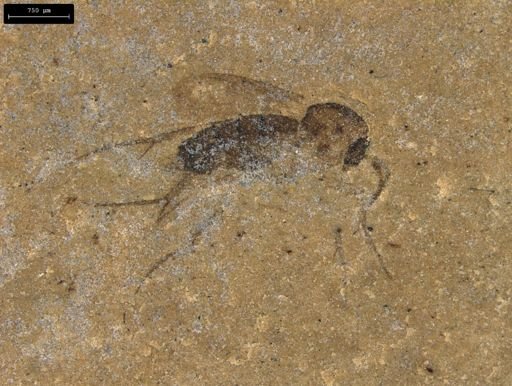 taxon undetermined
