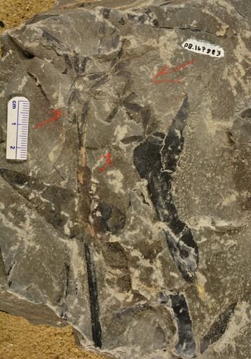Sphenophyllum
