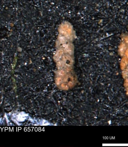 Ammobaculoides phaulus