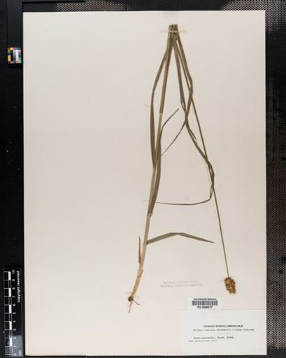 Carex cephaloidea