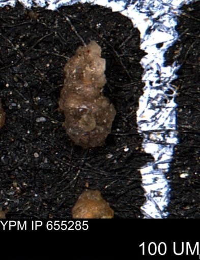 Ammobaculites subcretaceus