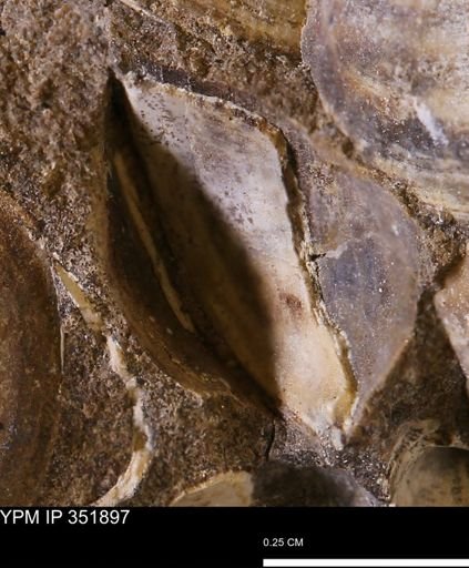 Limopsis striatopunctatus