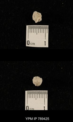 undet. Bryozoa