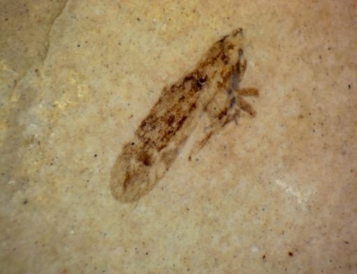 Homoptera?