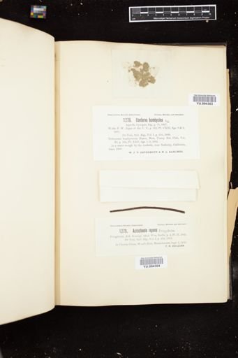 Acrochaete repens