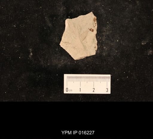 Liomopterum ornatum