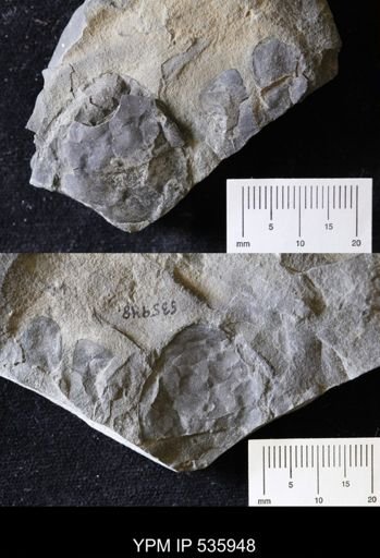 Hughmilleria socialis