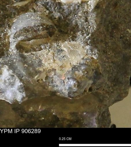 undet. Ammonoidea