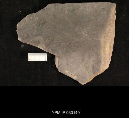 Mormolucoides articulatus