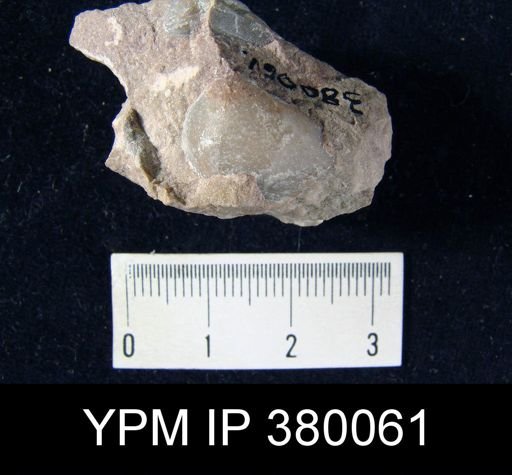 undet. Athyridida