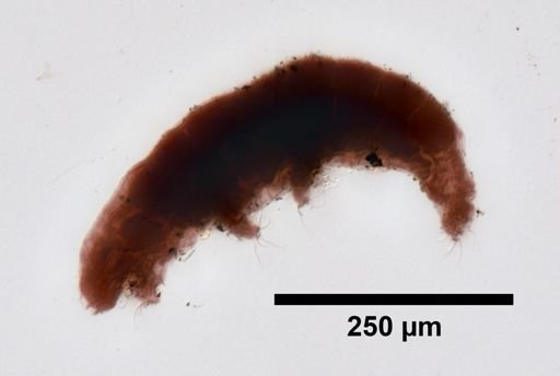 Dactylobiotus