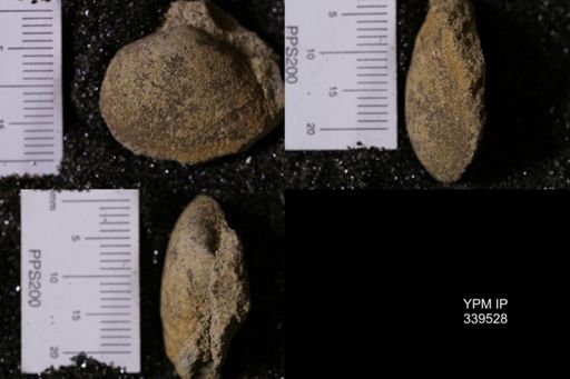 Tancredia americana