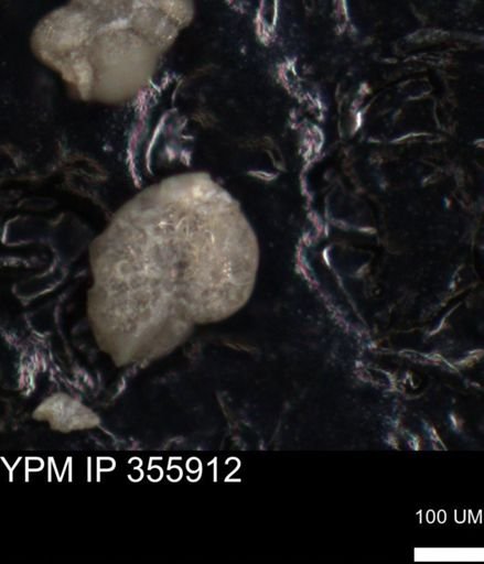 undet. Foraminiferida