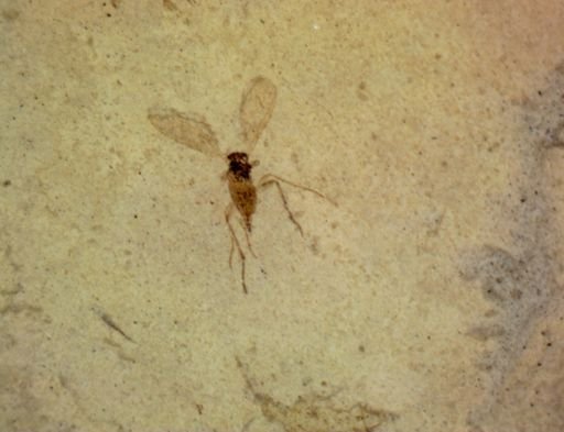 undet. Diptera