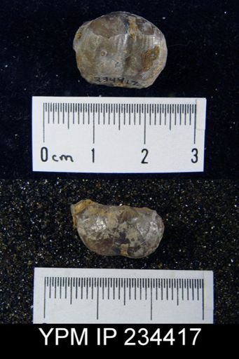 Marginifera splendens