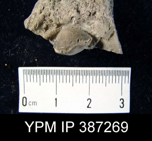 Meristella arcuata
