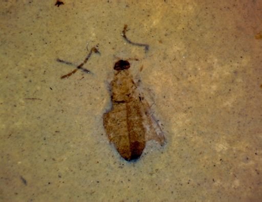 Coleoptera?