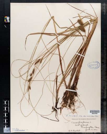 Carex filiformis