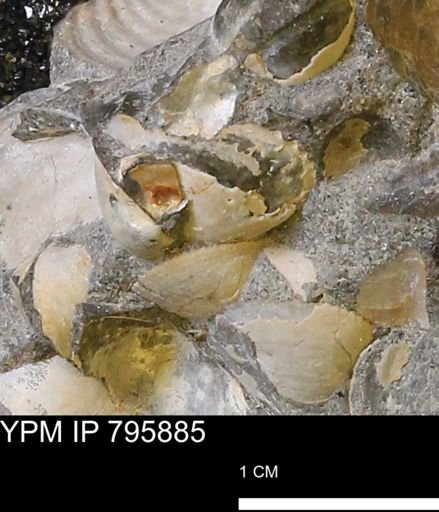 undet. Bivalvia