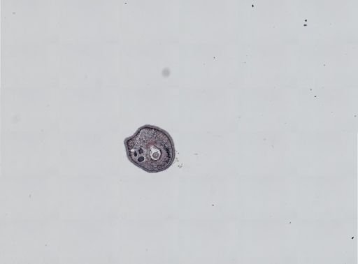 Plagiostomum cinctum