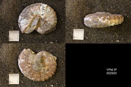 Discoscaphites gulosus