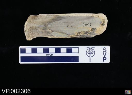 Pteranodon sp.