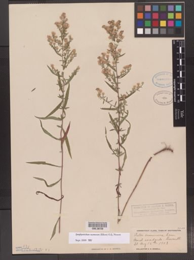 Symphyotrichum racemosum