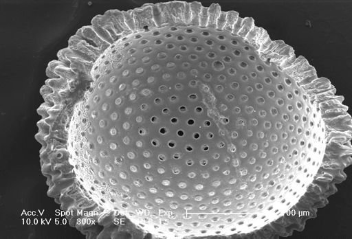 Globigerinoides sacculifer