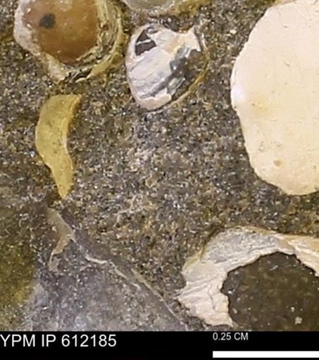 undet. Bivalvia