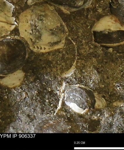 undet. Bivalvia