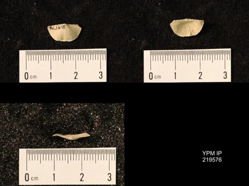 Chonetes granulifer