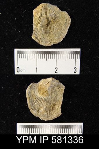 Atrypa sp.