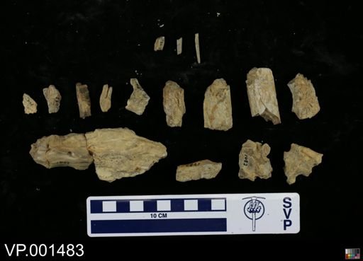 Hesperornis sp.