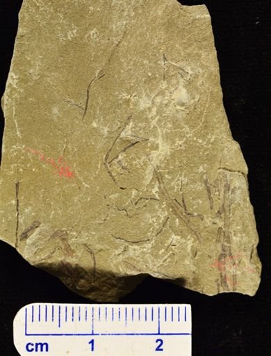 Hostinella sp.