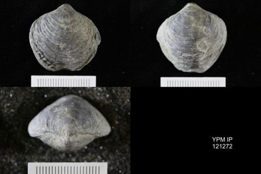 Athyris sp.