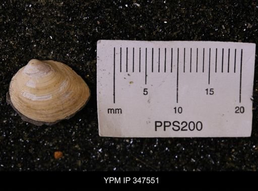 Limopsis striatopunctatus