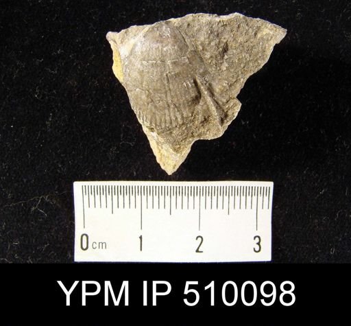 undet. Atrypida
