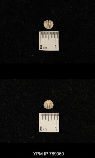 undet. Brachiopoda