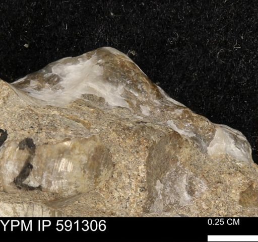 undet. Bivalvia