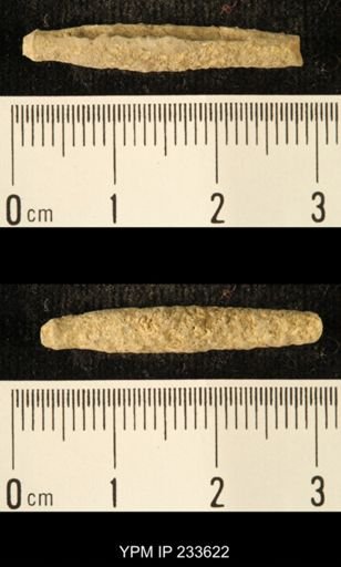 Archaeocidaris sp.