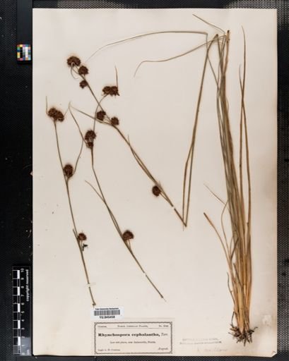 Rhynchospora cephalantha