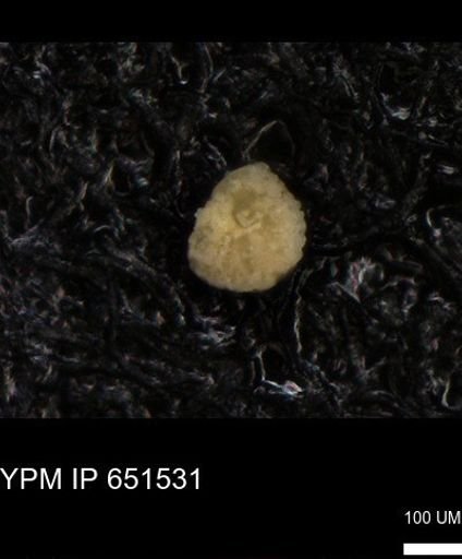 undet. Foraminiferida