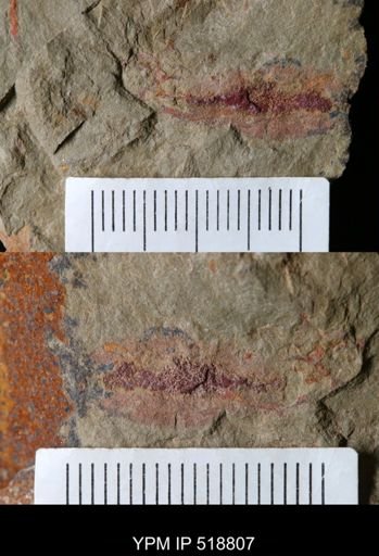 undet. Ichnofossil