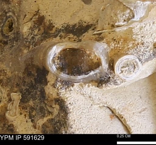 Serpulidae