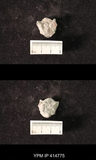 Spirifer cameratus