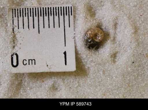 undet. Scaphitidae