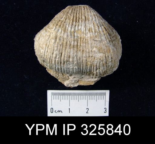 Proboscidella lata?