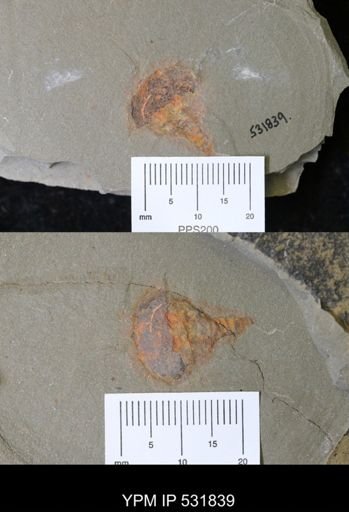 undet. Xiphosurida