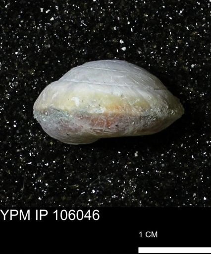 Poecilozonites bermudensis zonatus