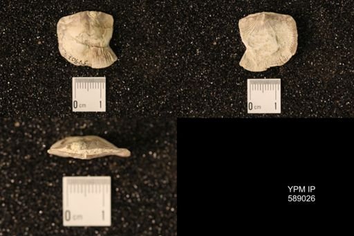 Dinorthis subquadrata
